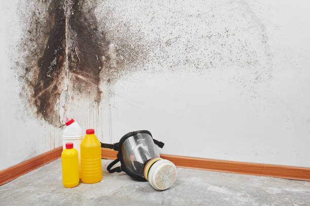 Best Same-Day Mold Removal  in Charlotte, TX