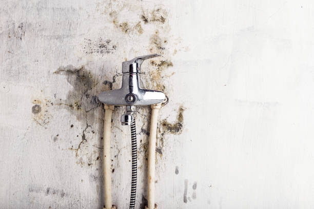 Best Toxic Mold Removal  in Charlotte, TX