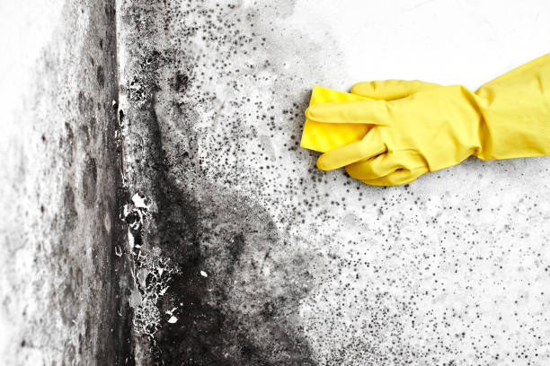 Best Professional Mold Removal  in Charlotte, TX
