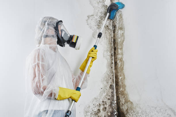 Best Affordable Mold Removal  in Charlotte, TX