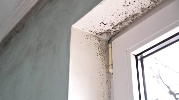 Mold Removal Process in Charlotte, TX