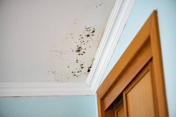 Best Mold Removal Process  in Charlotte, TX