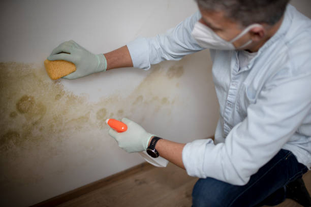 Best Affordable Mold Removal  in Charlotte, TX