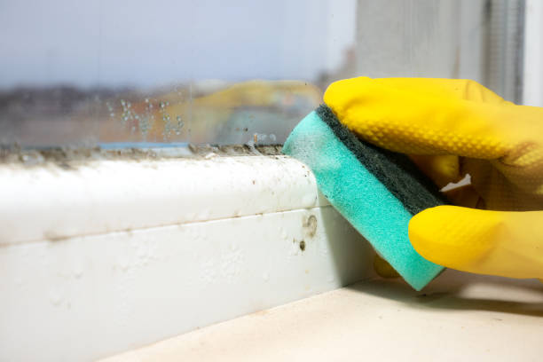 Best Toxic Mold Removal  in Charlotte, TX