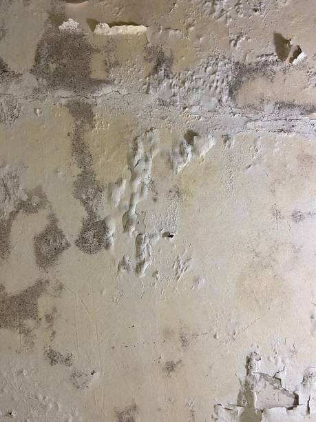 Best Mold Cleaning Services  in Charlotte, TX