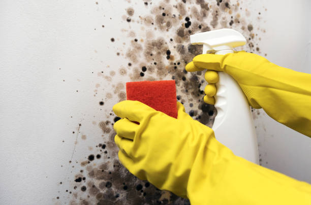 Trusted Charlotte, TX Mold Removal Experts