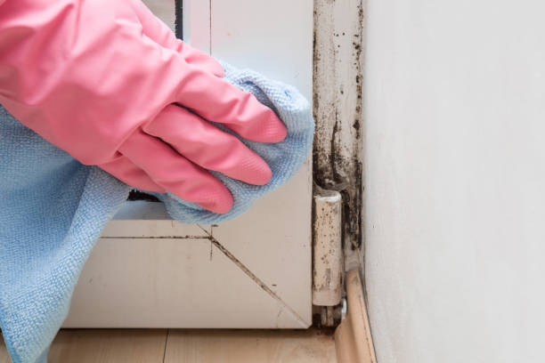 Best Mold Damage Repair  in Charlotte, TX